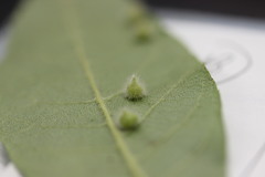 Caryomyia holotricha