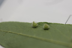 Caryomyia holotricha