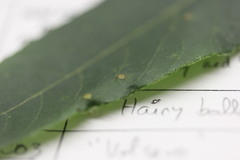 Caryomyia holotricha