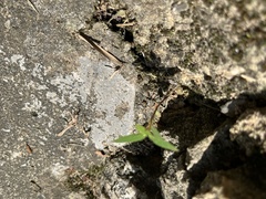 Magnoliopsida