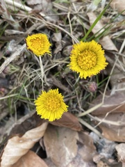 Tussilago farfara