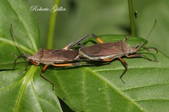 Plaxiscelis limbata
