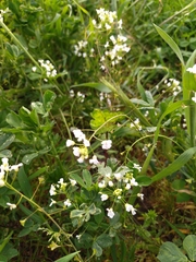 Capsella grandiflora