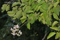 Fridericia florida
