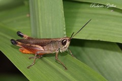 Amblytropidia robusta