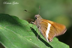 Tirynthia conflua