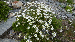 Minuartia recurva