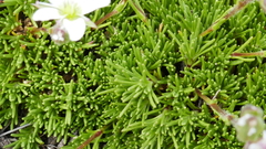 Minuartia recurva