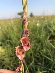 Gladiolus crassifolius