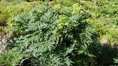 Molopospermum peloponnesiacum