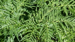 Molopospermum peloponnesiacum