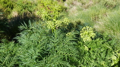 Molopospermum peloponnesiacum