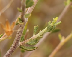 Pegolettia retrofracta
