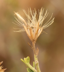 Pegolettia retrofracta