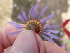 Felicia australis