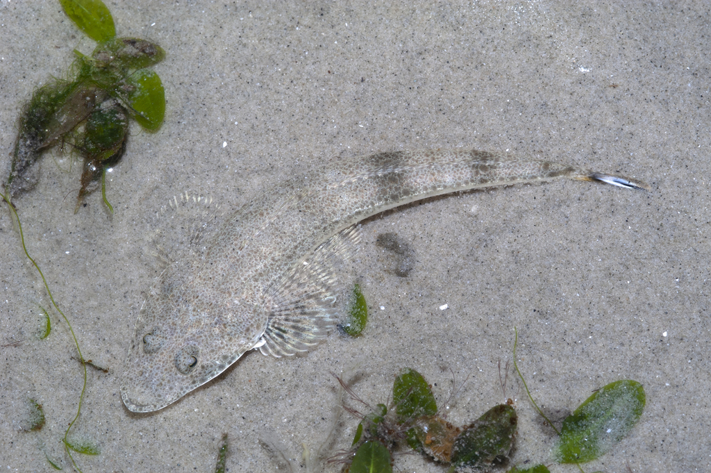 Bartail Flathead