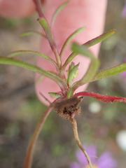 Felicia australis