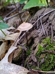 Entoloma conicum