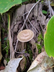 Entoloma conicum