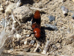 Haematodes bicolor