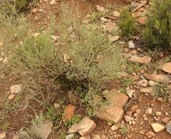 Lotononis sericophylla