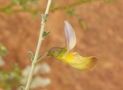 Lotononis sericophylla