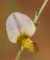 Lotononis sericophylla