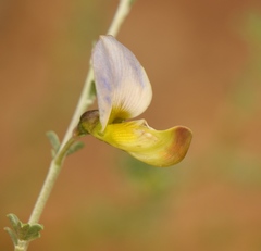 Lotononis sericophylla