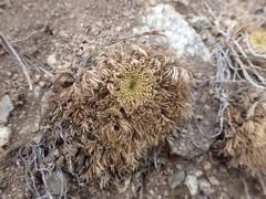 Chamaerhodos grandiflora