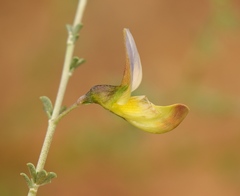 Lotononis sericophylla