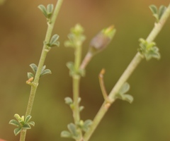 Lotononis sericophylla