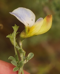 Lotononis sericophylla