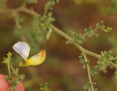 Lotononis sericophylla