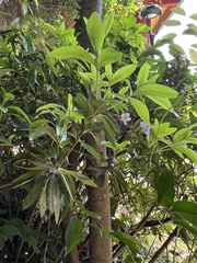Magnoliopsida