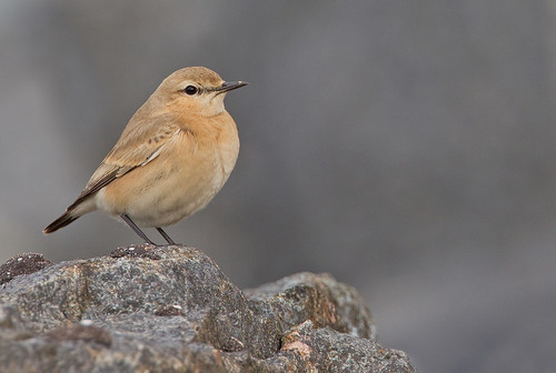 Isabelline Wheatear