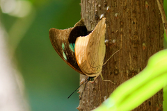 Archaeoprepona demophon centralis