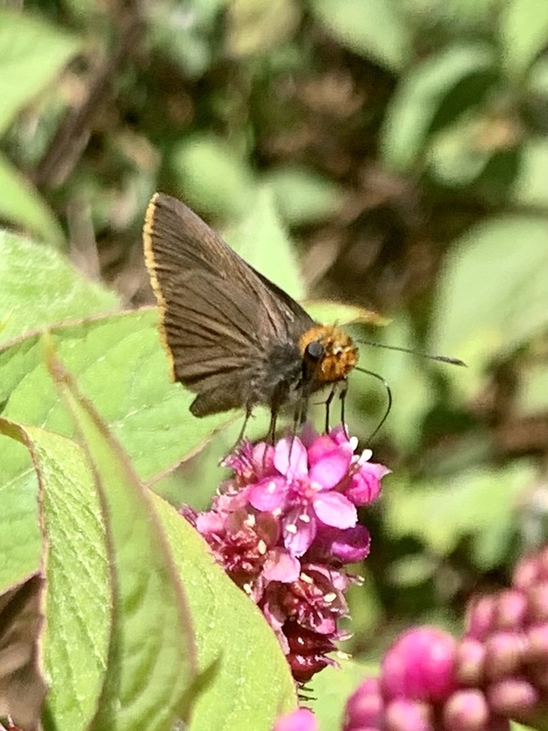 Amblyscirtes fimbriata fimbriata