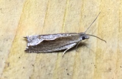 Ancylis diminuatana