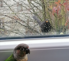 Turdus merula