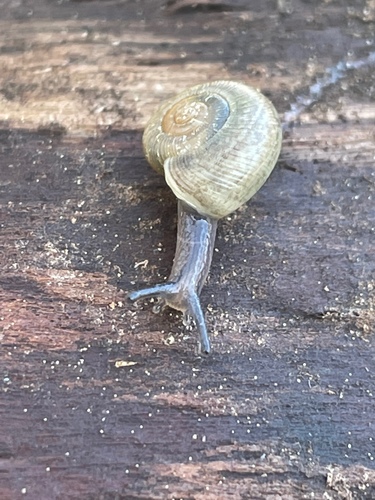 Beaded Lancetooth Snail