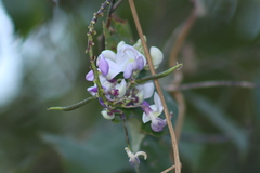 Ramirezella