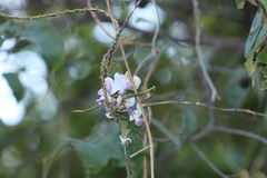 Ramirezella