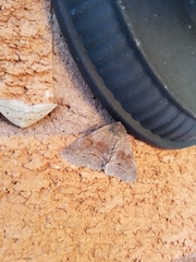 Zale submediana