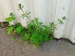 Galium aparine