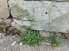 Cardamine hirsuta