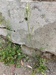Cardamine hirsuta
