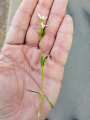 Dichodon viscidum