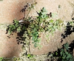 Asplenium ruta-muraria