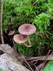 Inocybe splendens