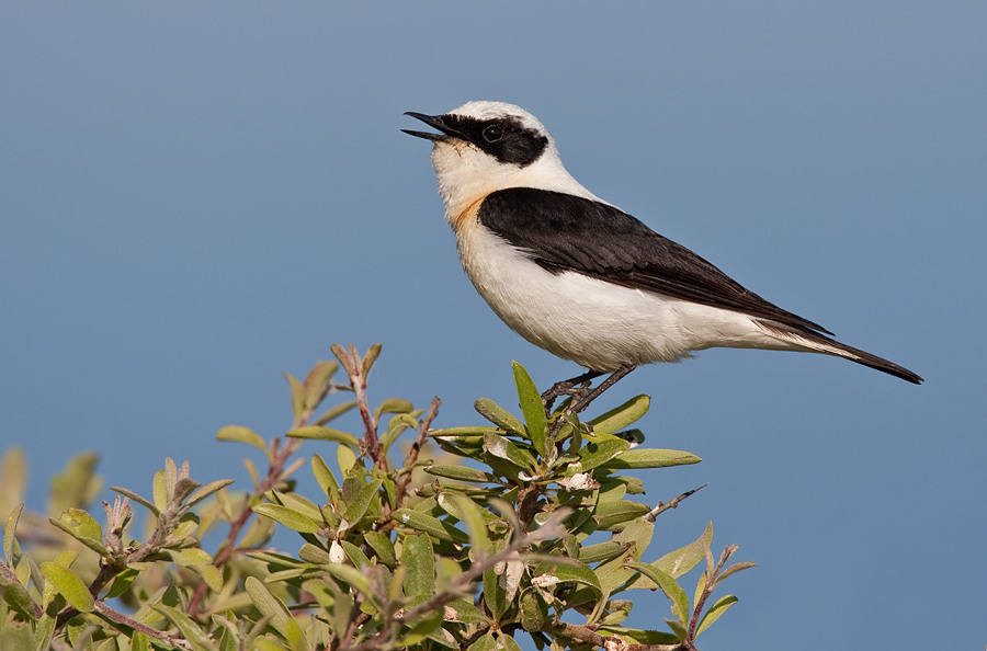 Black Wheatear photo